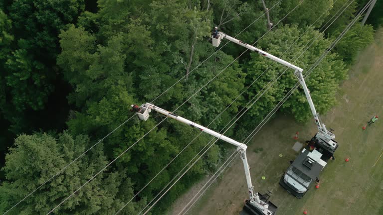 Best Hedge Trimming  in Mount Ivy, NY